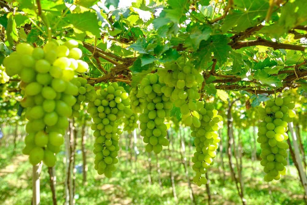 Nơi bán khay trưng bày thức ăn buffet tại Ninh Thuận